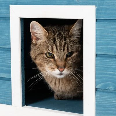 Casita Penthouse Para Mascotas 15 Casita Penthouse Para Mascotas - Imagen 15