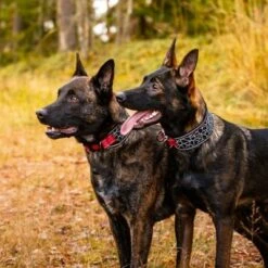 Rukka® Cube Soft Collar, Rojo / Negro 11 Rukka® Cube Soft Collar, Rojo / Negro -Trixie Tienda De Ventas 139798 lfashion rukka cube soft halsband rot hs 04 4