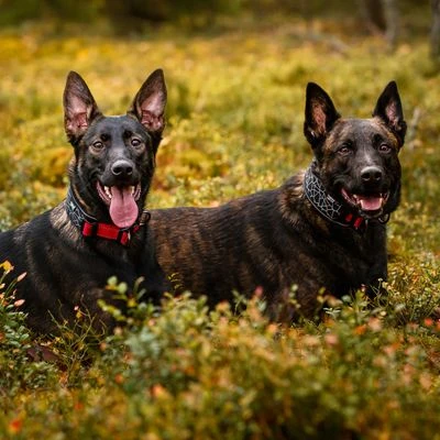 Rukka® Cube Soft Collar, Rojo / Negro 7 Rukka® Cube Soft Collar, Rojo / Negro - Imagen 7