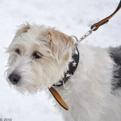 Collar De Cuero Heim Stars 12 Collar De Cuero Heim Stars -Trixie Tienda De Ventas 160891 heim halsband stars 8 1