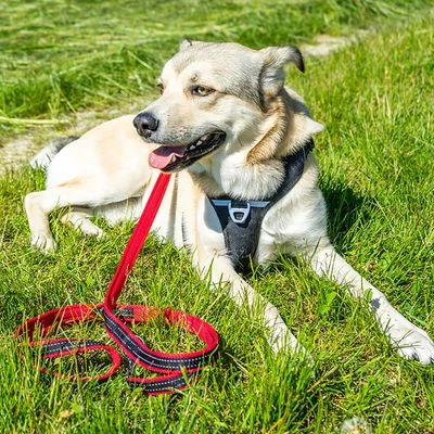 Petlando Arnés Pawz & Pepper Strong Rojo Y Negro Para Perros 8 Petlando Arnés Pawz & Pepper Strong Rojo Y Negro Para Perros - Imagen 8