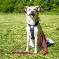 Petlando Arnés Pawz & Pepper Strong Rojo Y Negro Para Perros 11 Petlando Arnés Pawz & Pepper Strong Rojo Y Negro Para Perros -Trixie Tienda De Ventas 174596 174696 petlando fuhrleinestrong rot 230cm hs 08 6