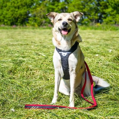 Petlando Arnés Pawz & Pepper Strong Rojo Y Negro Para Perros 3 Petlando Arnés Pawz & Pepper Strong Rojo Y Negro Para Perros - Imagen 3