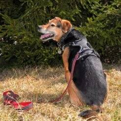 Petlando Arnés Pawz & Pepper Strong Rojo Y Negro Para Perros 14 Petlando Arnés Pawz & Pepper Strong Rojo Y Negro Para Perros -Trixie Tienda De Ventas 174596 174696 petlando fuhrleinestrong rot 230cm hs 09 7