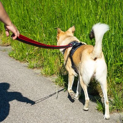 Petlando Arnés Pawz & Pepper Strong Rojo Y Negro Para Perros 9 Petlando Arnés Pawz & Pepper Strong Rojo Y Negro Para Perros - Imagen 9