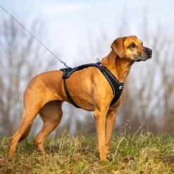 Arnés Curli Belka Comfort Negro Para Perros 21 Arnés Curli Belka Comfort Negro Para Perros -Trixie Tienda De Ventas 176034 curli belka comfort geschirr schwarz hs 08 3