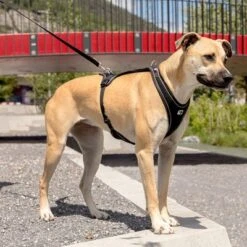 Arnés Curli Belka Comfort Negro Para Perros 15 Arnés Curli Belka Comfort Negro Para Perros -Trixie Tienda De Ventas 176034 curli belka comfort geschirr schwarz hs 09 6