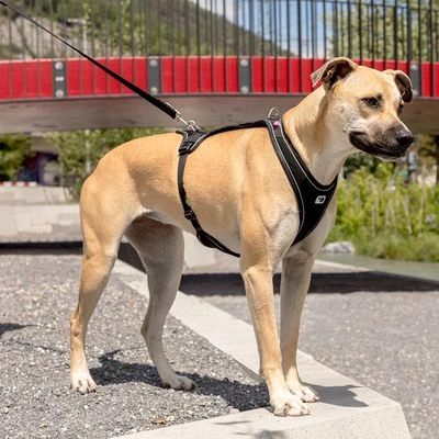 Arnés Curli Belka Comfort Negro Para Perros 4 Arnés Curli Belka Comfort Negro Para Perros - Imagen 4