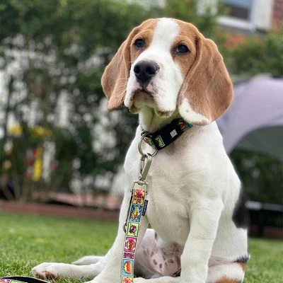 Correa Ajustable Max & Molly Cómic Para Perros 2 Correa Ajustable Max & Molly Cómic Para Perros - Imagen 2