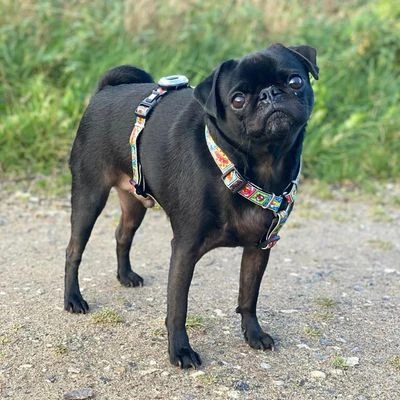 Arnés Max & Molly Cómic Para Perros 2 Arnés Max & Molly Cómic Para Perros - Imagen 2