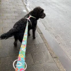 Correa Ajustable Max & Molly Donuts Para Perros -Trixie Tienda De Ventas 190211 186594 186595 maxnmolly multifunktionsleine donuts hs 02 6