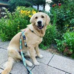 Correa Ajustable Max & Molly Donuts Para Perros -Trixie Tienda De Ventas 190211 186594 186595 maxnmolly multifunktionsleine donuts hs 03 3