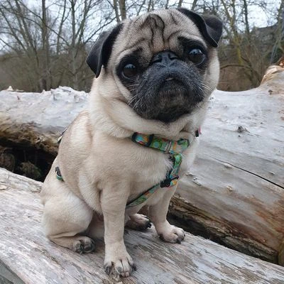 Arnés Max & Molly Donuts Para Perros 6 Arnés Max & Molly Donuts Para Perros - Imagen 6