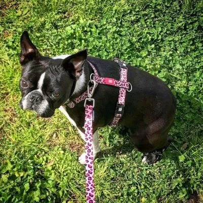 Arnés Max & Molly Leopard Pink Para Perros 2 Arnés Max & Molly Leopard Pink Para Perros - Imagen 2