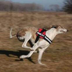 Julius K9 Arnés JULIUS-K9® Power Rojo Para Perros 6 Julius K9 Arnés JULIUS-K9® Power Rojo Para Perros -Trixie Tienda De Ventas 191822 trixie powergeschir2 1