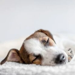 Esterilla Térmica HAFENBANDE Molly Con Regulador De Temperatura -Trixie Tienda De Ventas 193243 waagenschmitt hafenbande heizmatte temperatursteuerung hs 12 2