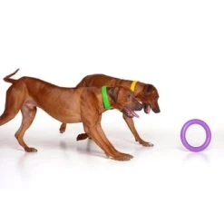 Ferplast Puller Juguete Para Perros 21 Ferplast Puller Juguete Para Perros -Trixie Tienda De Ventas 199296 ferplastitalien ferplast hundespielzeug puller midi 27cm hs 08 9