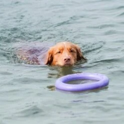 Ferplast Puller Juguete Para Perros 27 Ferplast Puller Juguete Para Perros -Trixie Tienda De Ventas 199296 ferplastitalien ferplast hundespielzeug puller midi 27cm hs 19 0