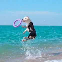 Ferplast Puller Juguete Para Perros 28 Ferplast Puller Juguete Para Perros -Trixie Tienda De Ventas 199296 ferplastitalien ferplast hundespielzeug puller midi 27cm hs 20 9