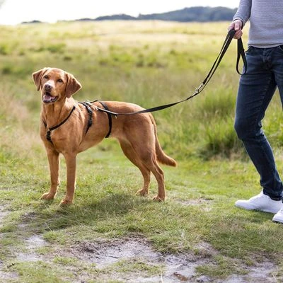 Arnés Trixie Guía Stay Antifugas Para Perros - Imagen 4