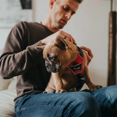 Arnés HUNTER Divo Rojo Y Gris Para Perros 7 Arnés HUNTER Divo Rojo Y Gris Para Perros - Imagen 7