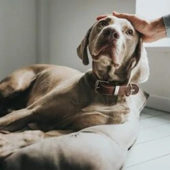 Cama Hunter Bologna Color Piedra Para Perros 15 Cama Hunter Bologna Color Piedra Para Perros -Trixie Tienda De Ventas 212954 212955 hunter hundebett bologna stein hs 08 0