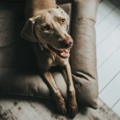 Cama Hunter Bologna Color Piedra Para Perros 14 Cama Hunter Bologna Color Piedra Para Perros -Trixie Tienda De Ventas 212954 212955 hunter hundebett bologna stein hs 09 5