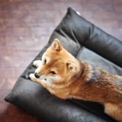 Cama Hunter Bologna Negra Para Perros 15 Cama Hunter Bologna Negra Para Perros -Trixie Tienda De Ventas 214699 214700 hunter hundebett bologna schwarz hs 09 2