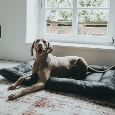 Cama Hunter Bologna Negra Para Perros 8 Cama Hunter Bologna Negra Para Perros - Imagen 8