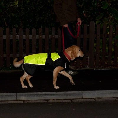 Chubasquero Para Perros Illume Nite Neon 4 Chubasquero Para Perros Illume Nite Neon - Imagen 4