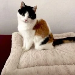 Self Heating Bed Cojín Para Perros -Trixie Tienda De Ventas 288354 291896 waagenschmitt hundekissen selfheating bed hs 10 2