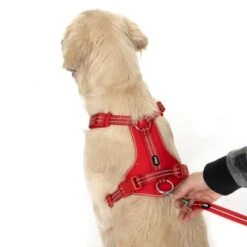 Correa Ajustable TIAKI Reflective Rubber Roja Para Perros 20 Correa Ajustable TIAKI Reflective Rubber Roja Para Perros -Trixie Tienda De Ventas 323005 neoprene geschirr l fg 1662 4