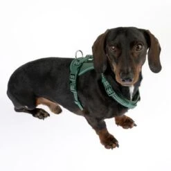 Arnés TIAKI Neoprene Verde Para Perros 32 Arnés TIAKI Neoprene Verde Para Perros -Trixie Tienda De Ventas 323016 neoprene geschirr s fg 1505 0