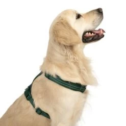 Arnés TIAKI Neoprene Verde Para Perros 23 Arnés TIAKI Neoprene Verde Para Perros -Trixie Tienda De Ventas 323025 neoprene geschirr l fg 1679 2