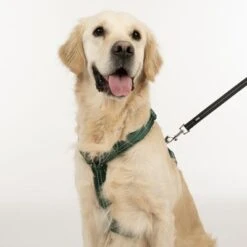 Arnés TIAKI Neoprene Verde Para Perros 22 Arnés TIAKI Neoprene Verde Para Perros -Trixie Tienda De Ventas 323025 neoprene geschirr l fg 1696 3