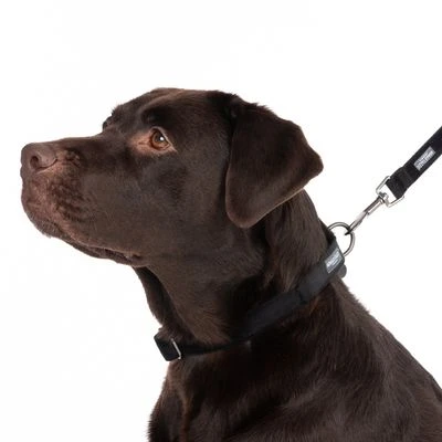 Collar Nomad Tales Blush ébano Para Perros 16 Collar Nomad Tales Blush ébano Para Perros - Imagen 16