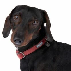 Collar Nomad Tales Blush Vino Para Perros 27 Collar Nomad Tales Blush Vino Para Perros -Trixie Tienda De Ventas 324707 blush s fg 7010 1