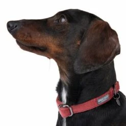 Collar Nomad Tales Blush Vino Para Perros 20 Collar Nomad Tales Blush Vino Para Perros -Trixie Tienda De Ventas 324707 blush s fg 7015 6