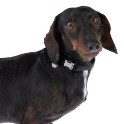 Collar Nomad Tales Blush ébano Para Perros 26 Collar Nomad Tales Blush ébano Para Perros -Trixie Tienda De Ventas 324897 blush s fg 7023 5