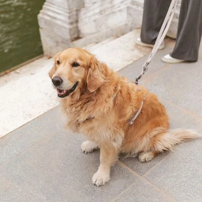 Correa Nomad Tales Blush Beige Topo Para Perros 5 Correa Nomad Tales Blush Beige Topo Para Perros - Imagen 5