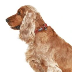 Collar Nomad Tales Blush Vino Para Perros 21 Collar Nomad Tales Blush Vino Para Perros -Trixie Tienda De Ventas 325398 324707 325400 325403 325600 325601 nomad tales blush halsband rose hs 06 8