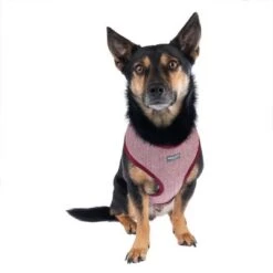 Arnés Nomad Tales Calma Burdeos Para Perros -Trixie Tienda De Ventas 325599 calma fg 7759 9