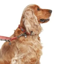 Correa Nomad Tales Blush Vino Para Perros -Trixie Tienda De Ventas 325600 325601 nomadtales blush hundeleine rose hs 03 9