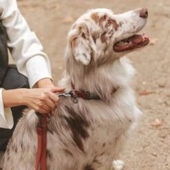 Correa Nomad Tales Blush Vino Para Perros -Trixie Tienda De Ventas 325600 325601 nomadtales blush hundeleine rose hs 05 0