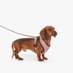 Correa Nomad Tales Calma Burdeos Para Perros -Trixie Tienda De Ventas 325899 nomad tales calma hundeleine burgudy 120cm 02 8