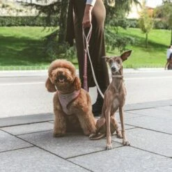 Correa Nomad Tales Calma Burdeos Para Perros -Trixie Tienda De Ventas 325899 nomad tales calma hundeleine burgudy 120cm 03 3