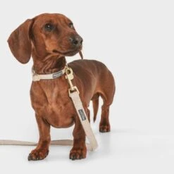 Correa Nomad Tales Calma Arena Para Perros -Trixie Tienda De Ventas 326096 nomad tales calma hundeleine sand 120cm 03 3