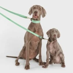 Collar Nomad Tales Bloom Menta Para Perros 23 Collar Nomad Tales Bloom Menta Para Perros -Trixie Tienda De Ventas 326798 nomad tales bloom halsband mint 02 9