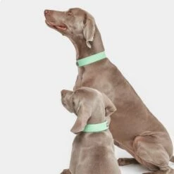 Collar Nomad Tales Bloom Menta Para Perros 19 Collar Nomad Tales Bloom Menta Para Perros -Trixie Tienda De Ventas 326798 nomad tales bloom halsband mint 05 8