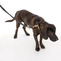 Collar Nomad Tales Calma ébano Para Perros 25 Collar Nomad Tales Calma ébano Para Perros -Trixie Tienda De Ventas 326805 calma l ebony fg 7938 1